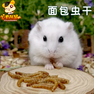 补充蛋白质 黄粉虫干 乌龟龙鱼仓鼠零食饲料 面包虫干30g 买5送1