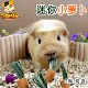 磨牙迷你小萝卜仓鼠零食兔子龙猫豚鼠荷兰猪提摩西草胡萝卜玩具