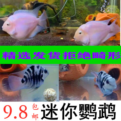 南美慈鲷鱼多少钱-南美慈鲷鱼价格- 小麦优选