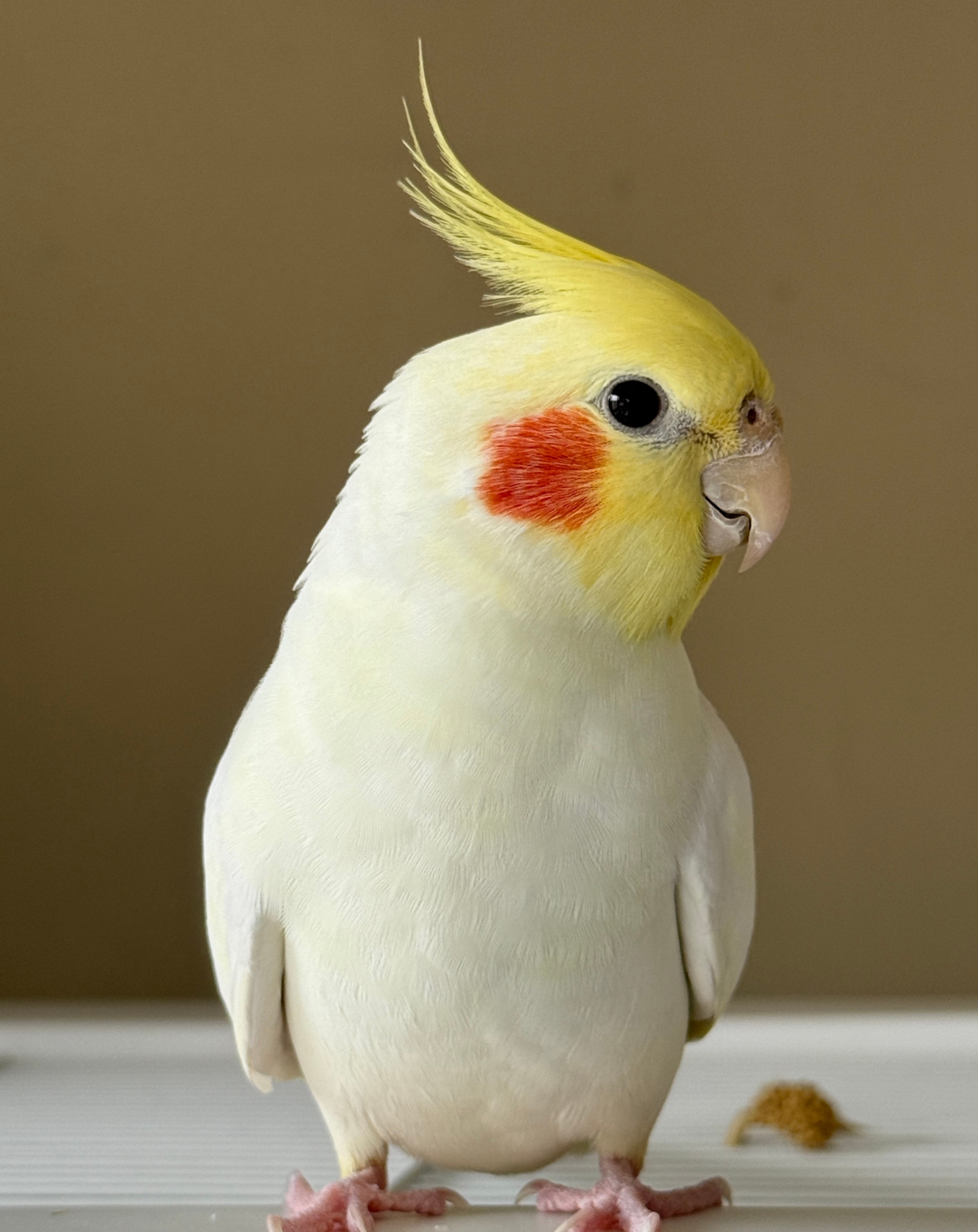 玄凤雏鸟断奶纯手养鹦鹉会学说话鹦鹉说话成都玄凤黄化原始珍珠