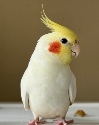 玄凤雏鸟断奶纯手养鹦鹉会学说话鹦鹉说话成都玄凤黄化原始珍珠