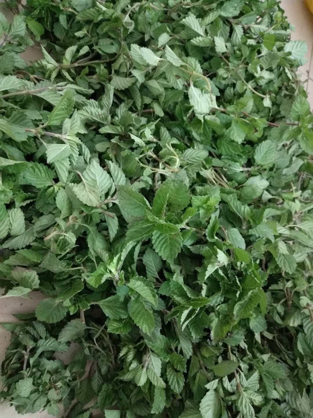 10斤凉粉草包邮做生意量批 农村种植绿凉粉仙人草神仙草豆腐