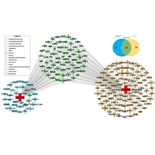 代做网络药理学（KEGG，PPI等各类网络图），带3000字报告。