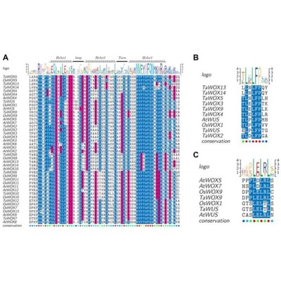 基因家族全套分析/全基因组复制图/基因家族结构图/启动子分析
