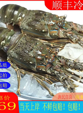 本港小青龙青龙肉质鲜甜