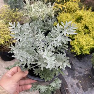 银叶粉花矢车菊盆栽银叶菊银羽阳台庭院花镜植物菊科银色系花卉