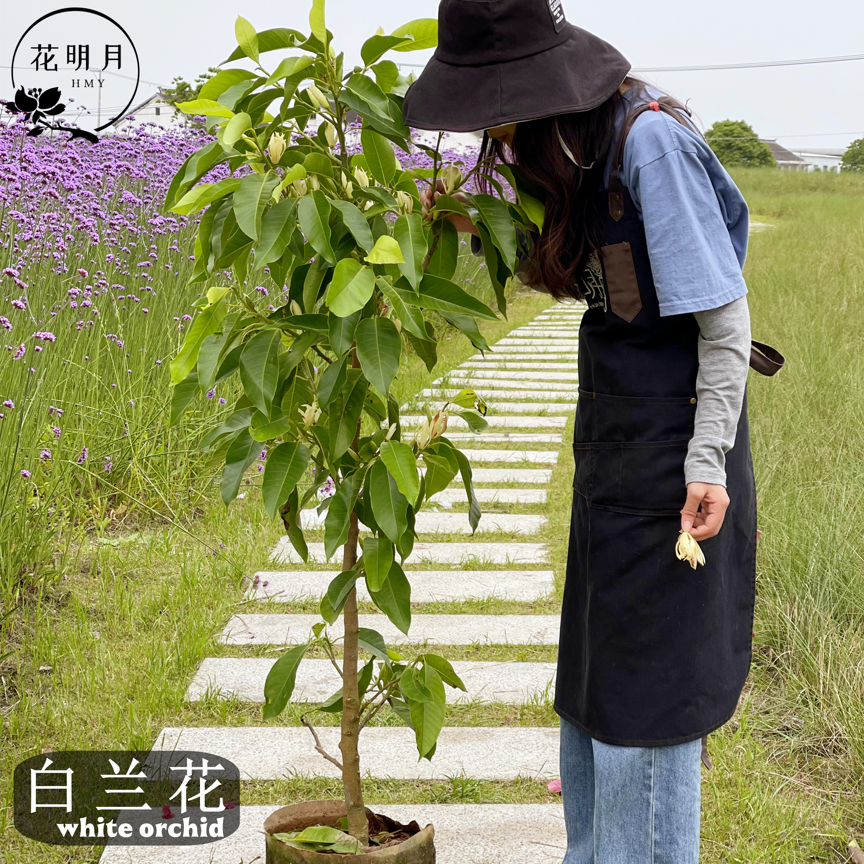 花明月白兰花树苗植物室内阳台