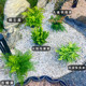 耐寒彩虹蕨肾蕨盆栽火焰鸟巢蕨阴生富贵耐阴四季 常青花镜蕨类植物
