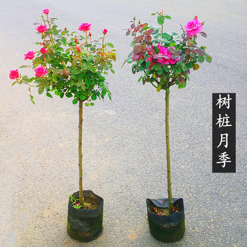 花明月树状月季棒棒糖
