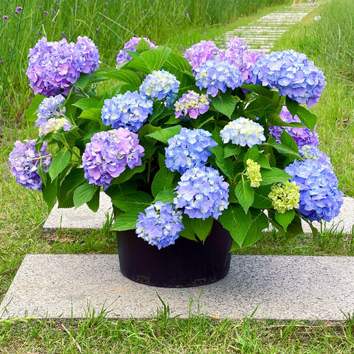 花明月无尽夏绣球落带花苞发货