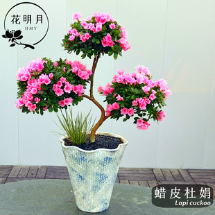 蜡皮杜鹃盆栽日本珍珠杜鹃盆景东洋拉皮苗新年宵花卉带花带苞发货