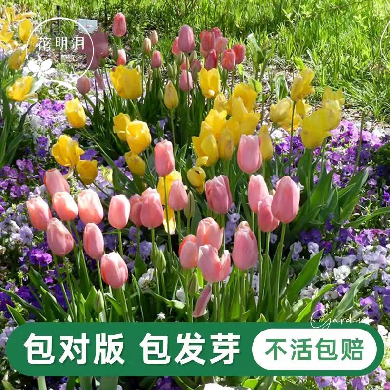 进口郁金香种球自然球荷兰直采花种子球根重瓣土培盆栽耐寒包对版