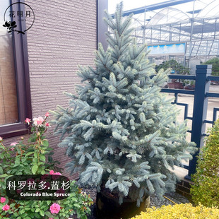 美国蓝杉树苗进口科罗拉多耐热耐寒美观真圣诞树彩叶树种花镜植物