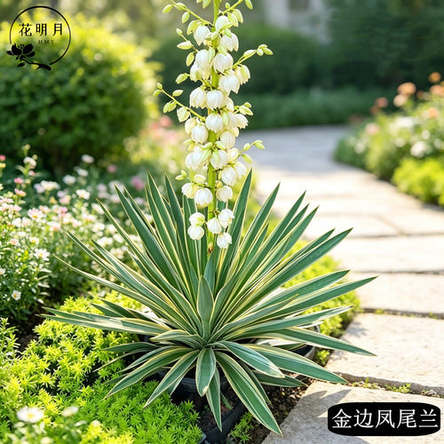 金边凤尾兰花镜植物耐寒花卉