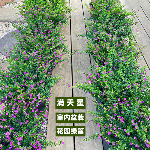 花明月满天星花苗带花苞花园植物