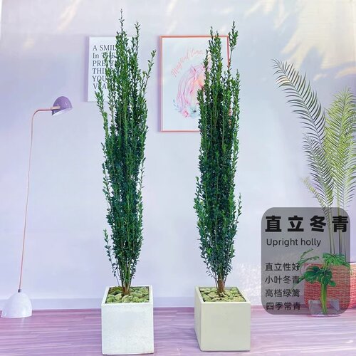 正宗日本小叶直立冬青树四季常青