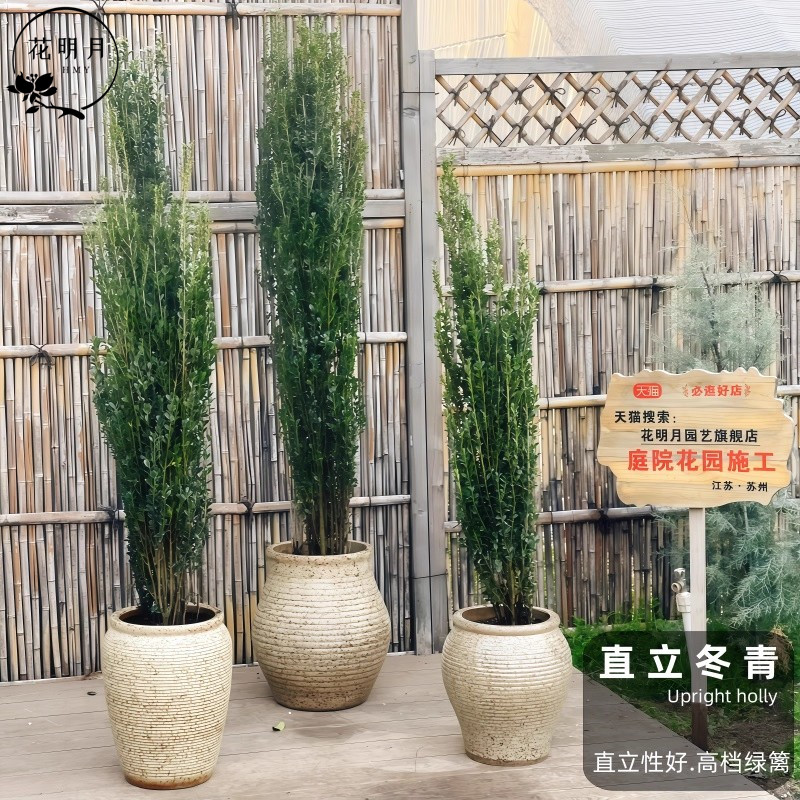 正宗小叶直立冬青树苗日本冬青篱笆围墙耐寒耐热花园高档花镜植物
