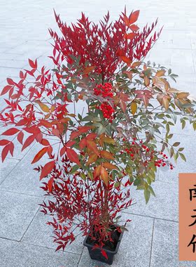 南天竹盆栽红叶天竺大花树苗水培火焰老桩盆景结果植物果植物耐寒