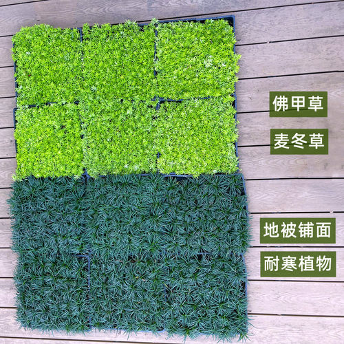 佛甲草日本矮麦冬草玉龙地被植物