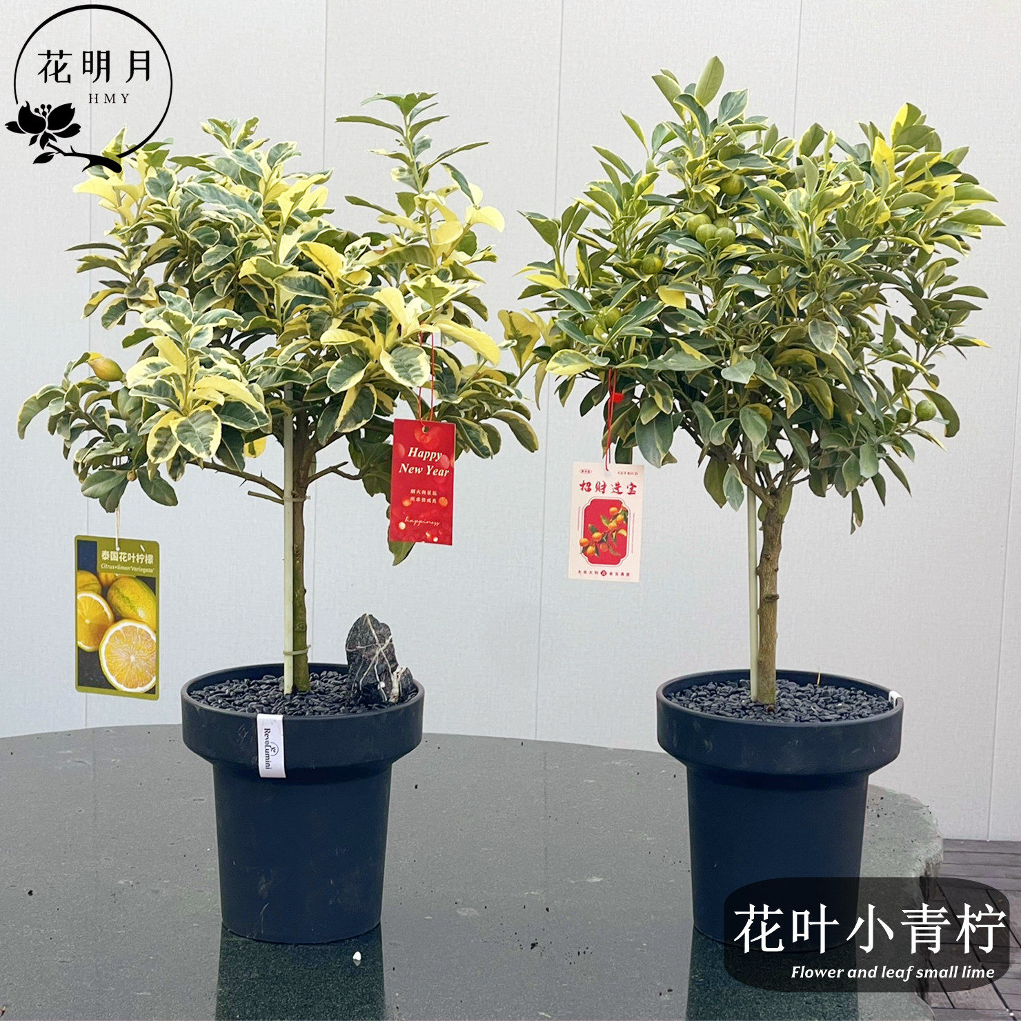 花叶小青柠奶茶泰国柠檬树果苗盆栽带果树花苗室内绿植种植花明月,鲜花速递/花卉仿真/绿植园艺,果树,淘宝优惠券,粉丝福利购,淘宝优惠卷