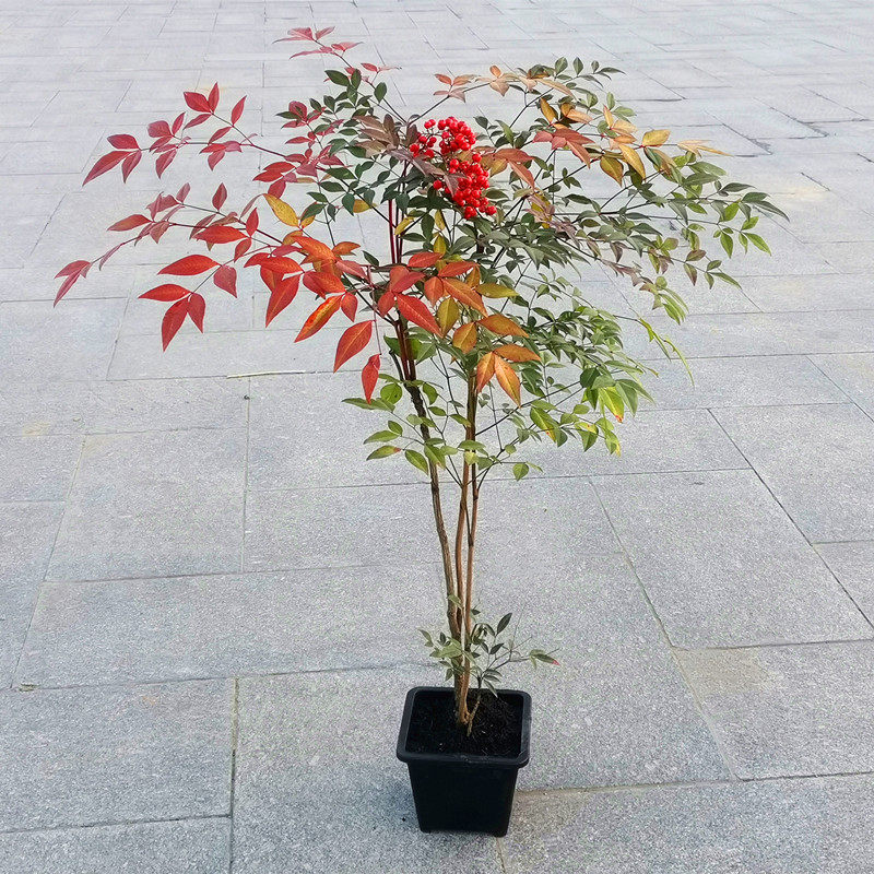 南天竹盆栽红叶天竺大花树苗水培火焰老桩盆景结果植物果植物耐寒