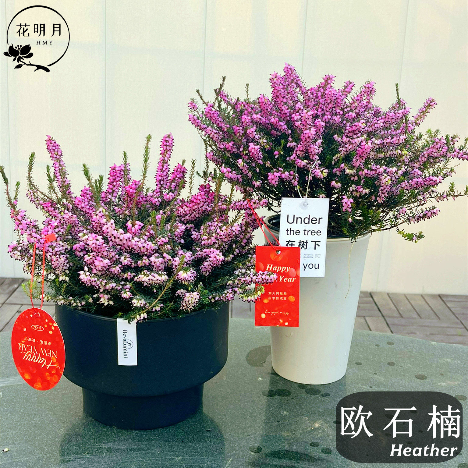 欧石楠天使之泪耐寒耐热多年生盆栽木本花卉阳台室内外好养花期长,鲜花速递/花卉仿真/绿植园艺,大型绿植/成品组合盆栽,淘宝优惠券,粉丝福利购,淘宝优惠卷