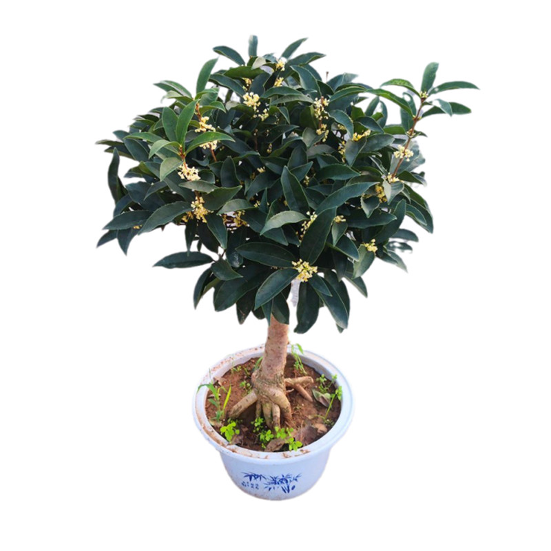 天香台阁桂花盆栽树苗流苏嫁接日香桂佛顶株矮化桩景香浓四季开花