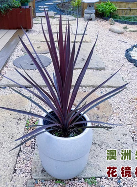 澳洲朱蕉常绿红巨人彩叶巧克力观红叶花园庭院造景耐寒热花境植物