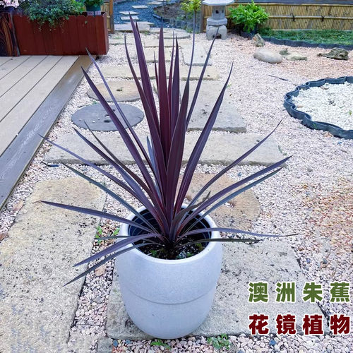 花明月花园植物澳洲朱蕉耐寒
