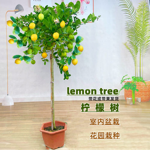 香水柠檬树苗盆栽带果可食用