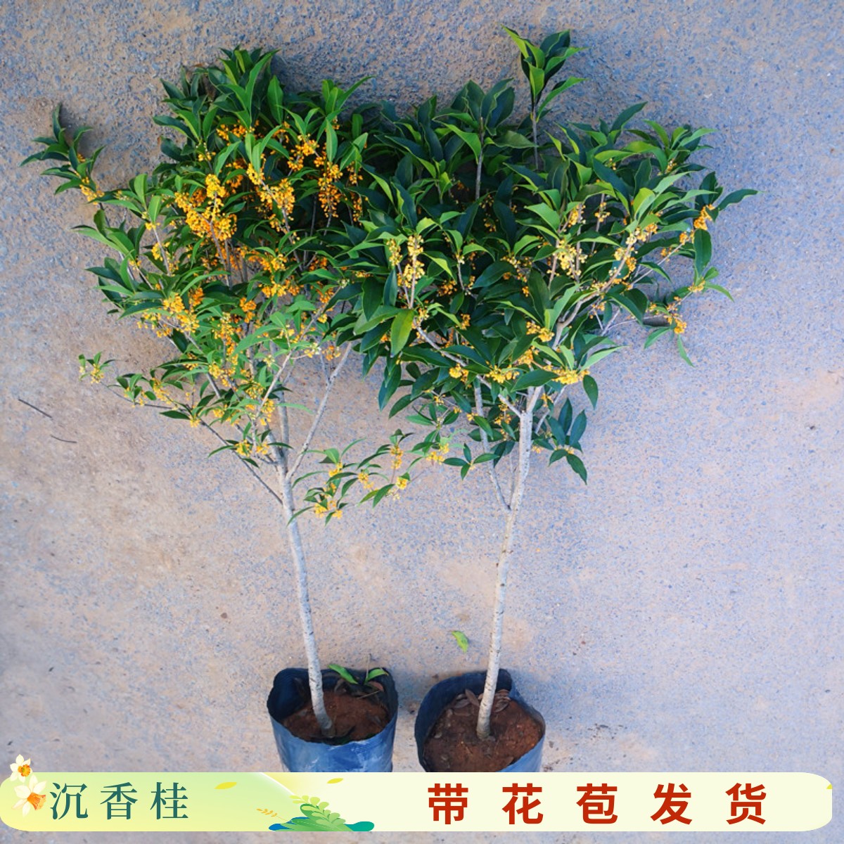 沉香桂花树苗浓香原生高杆金丹大型四季花园庭院八月桂带花苞发货