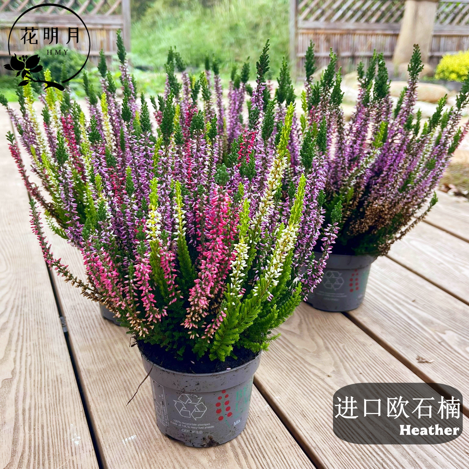 进口欧石楠盆栽北欧花卉植物