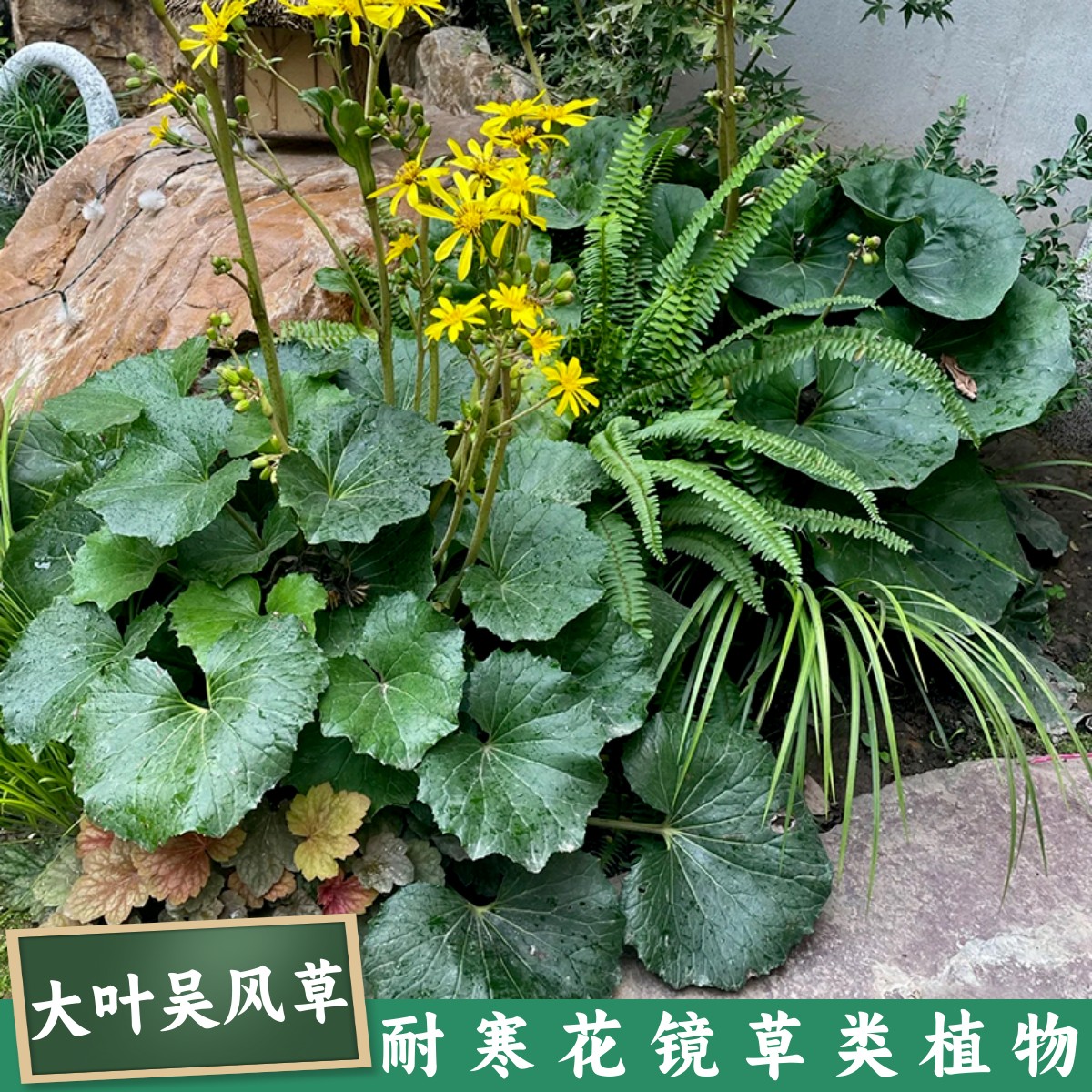 大叶吴风草盆栽四季常绿耐
