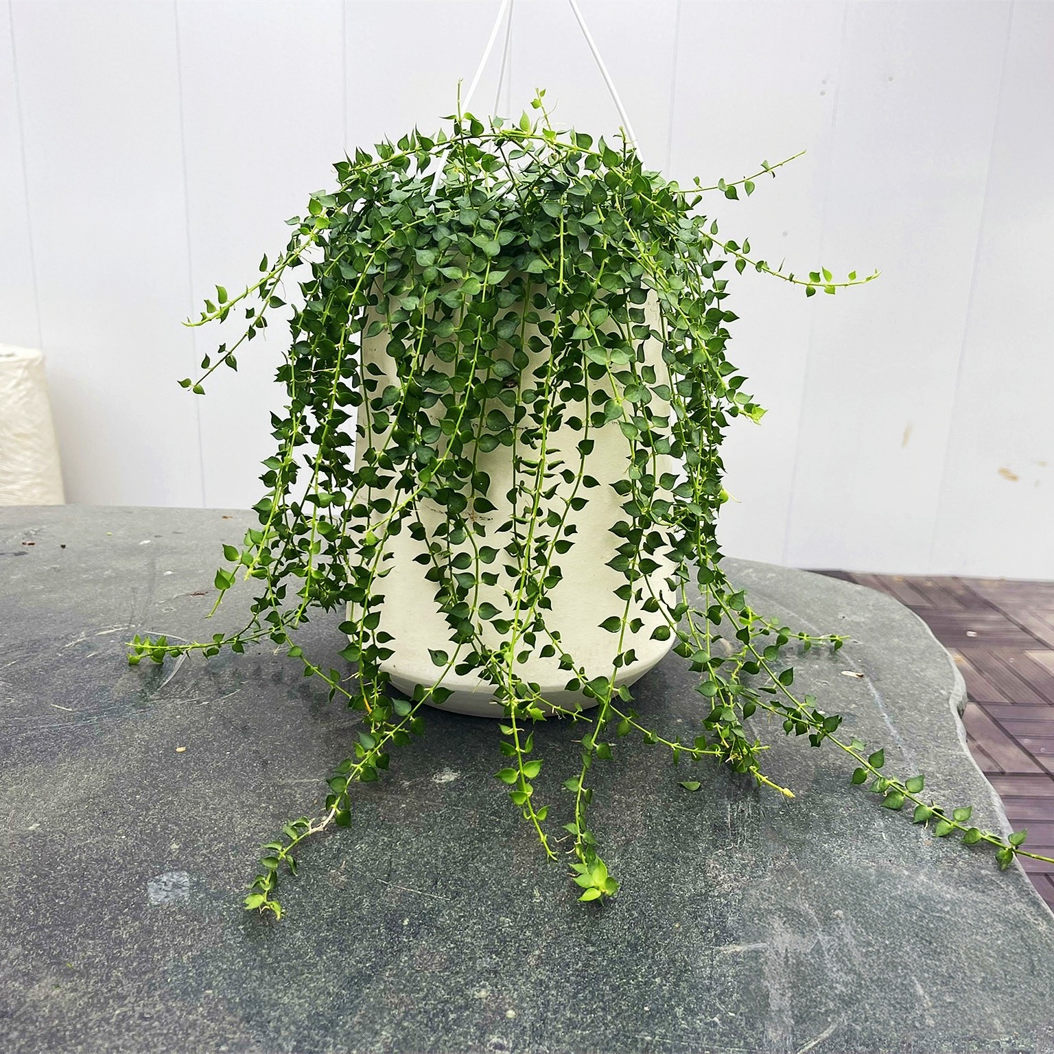 百万心吊兰盆栽室内阳台多肉耐旱好养植物藤蔓爬藤垂吊类花卉绿植,鲜花速递/花卉仿真/绿植园艺,绿植,淘宝优惠券,粉丝福利购,淘宝优惠卷