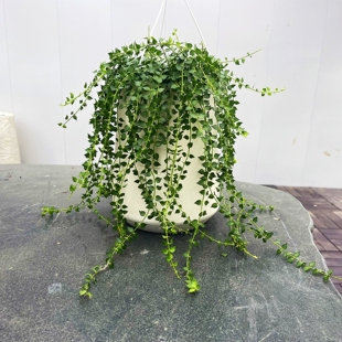 百万心吊兰盆栽室内阳台多肉耐旱百万星植物藤蔓爬藤垂类花卉绿植