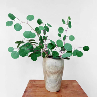 尤加利盆栽银叶桉树庭院户外室内鲜切花绿植耐寒好养易活花境植物