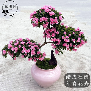 蜡皮杜鹃日本珍珠杜鹃热拉皮杜鹃卖年宵花卉带花带苞发货2026杜鹃