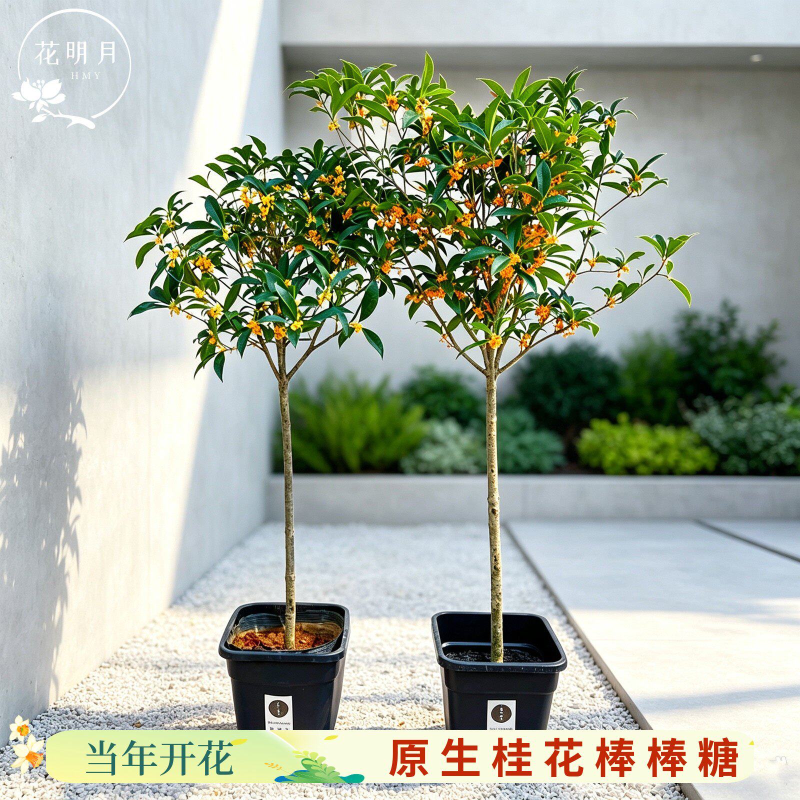 桂花树苗原生桂花棒棒糖八月桂花香地栽高杆金桂丹桂四季桂带花苞