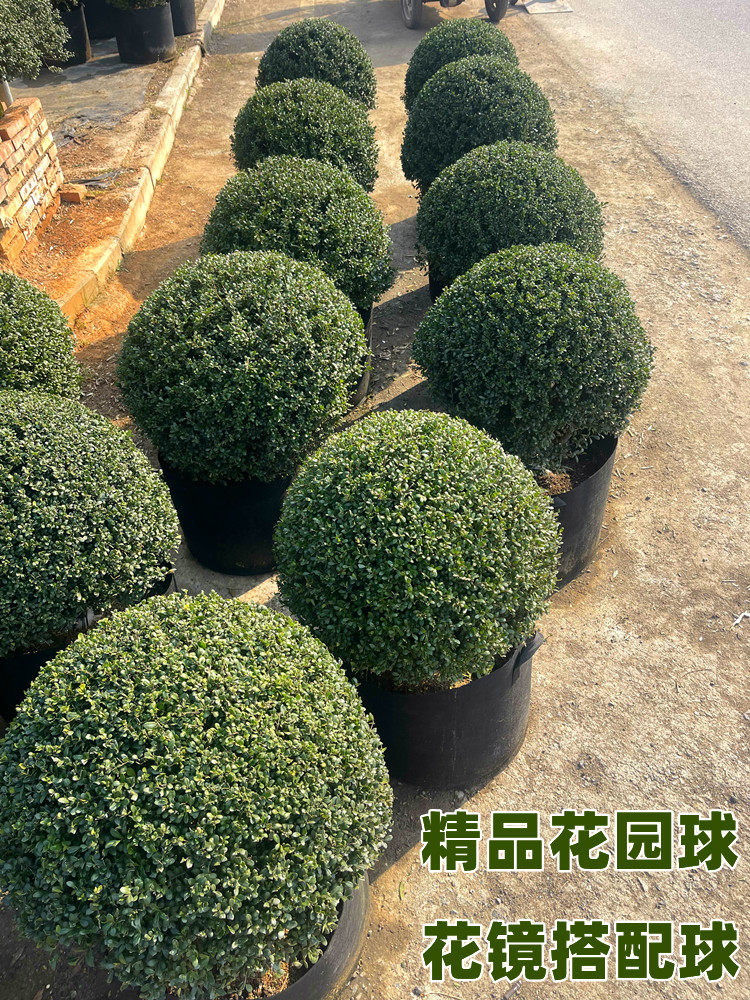 龟甲冬青球完美冬青球冬青先令川滇蜡树齿叶耐寒花园设计花镜植物