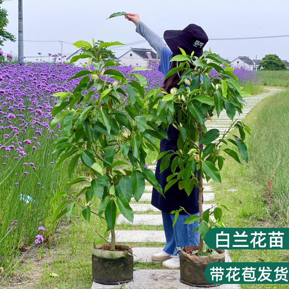 白兰花盆栽树苗玉兰花卉植物室内阳台绿植易活带花苞四季开黄角兰