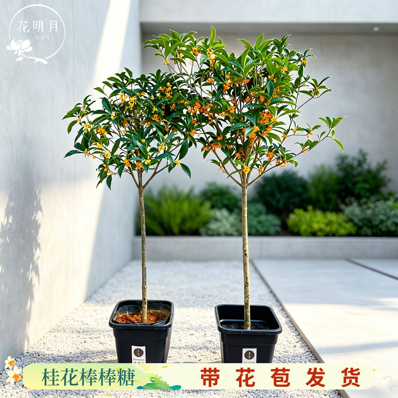 桂花树苗原生桂花棒棒糖八月桂花香地栽高杆金桂丹桂四季桂带花苞