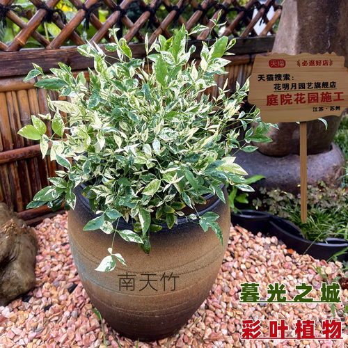 进口新品南天竹暮光之城红宝石四季常