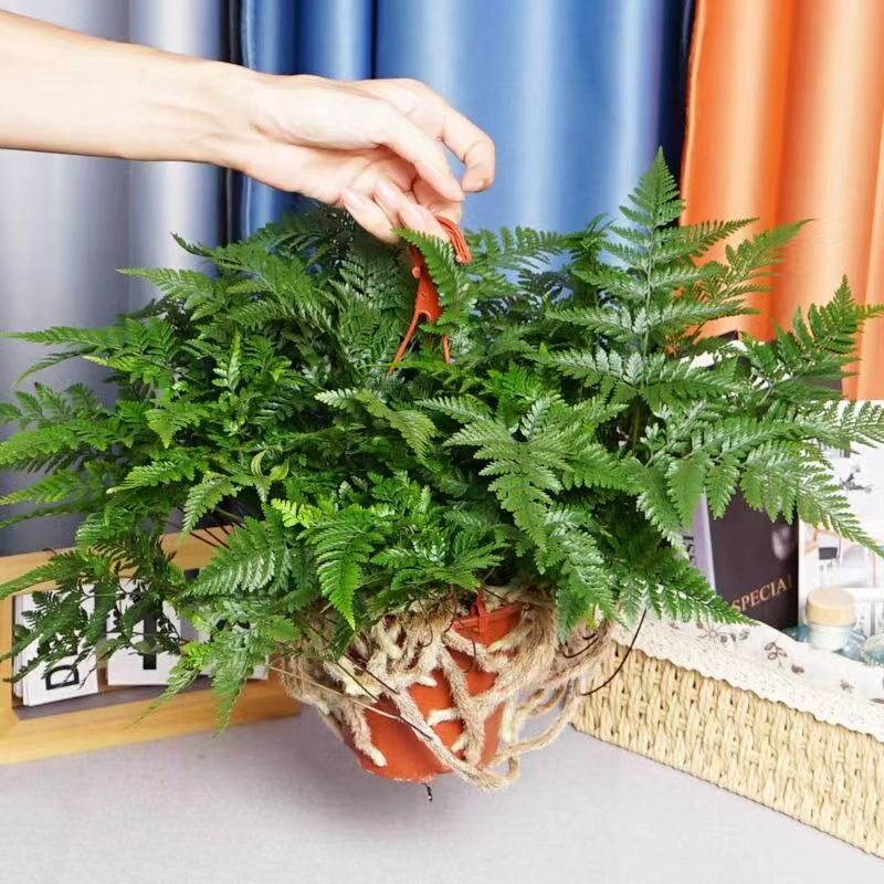 狼尾蕨盆栽水培蕨类植物微景观兔脚蕨四季常青室内客厅喜阴绿植,鲜花速递/花卉仿真/绿植园艺,绿植,淘宝优惠券,粉丝福利购,淘宝优惠卷