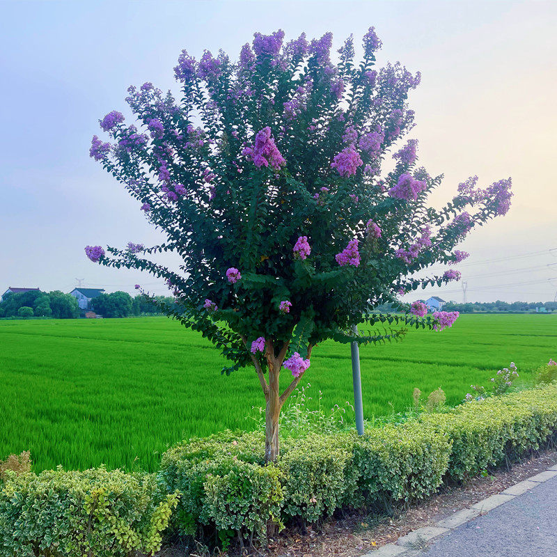 紫薇花树苗紫色粉庭院美国红火箭盆栽别墅庭院花卉植物绿化花期长