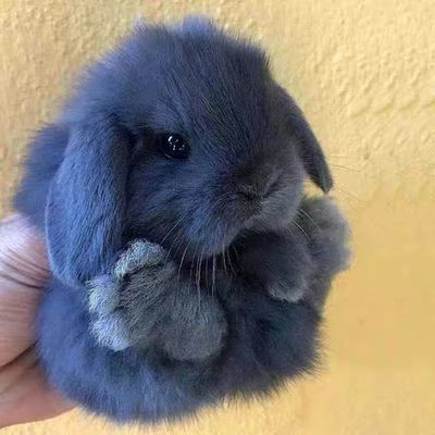 宠物兔子活体活泼温顺好养不咬人