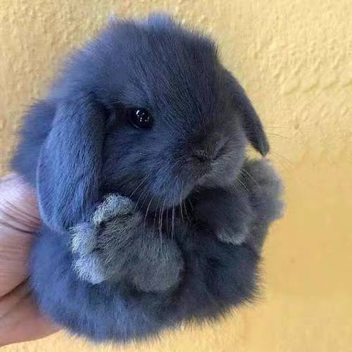 宠物兔子活体活泼温顺好养不咬人