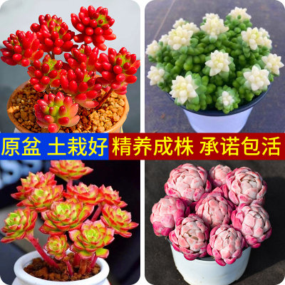 多肉植物室内盆栽绿植花卉肉肉老桩精品稀有品种老桩多肉大株带盆 虎窝淘