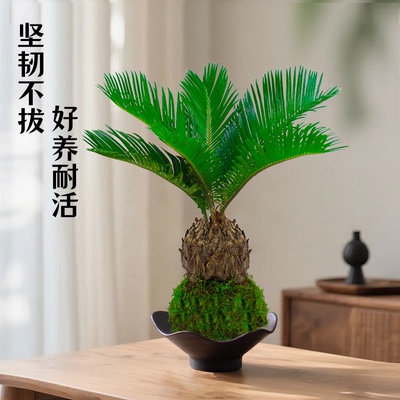 铁树苔藓球办公室内茶几盆景绿植