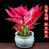 吉利红盆栽富贵红办公室内花卉客厅四季 好养植物开业送礼桌面绿植