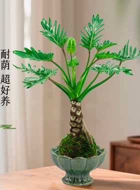 龙鳞春羽盆栽苔藓球老桩办公室内外耐阴水培植物净化空气桌面绿植